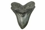 Fossil Megalodon Tooth - South Carolina #254585-1